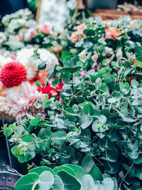 Close-up of potted plants