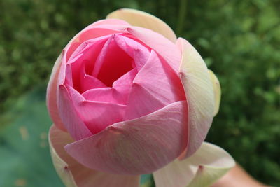 Close-up of pink rose