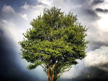 Low angle view of tree against sky