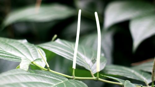 Close-up of plant