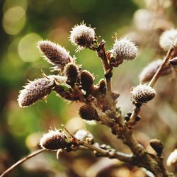 Close-up of flowering plant