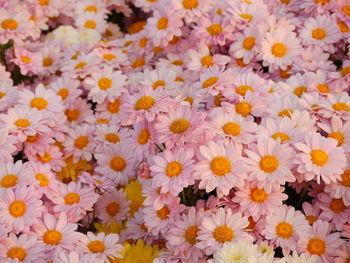 Full frame shot of flowers