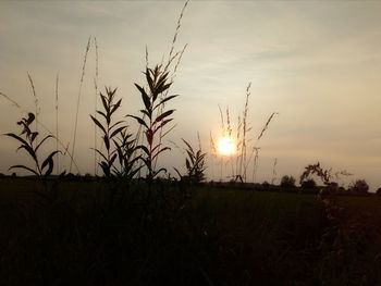 Silhouette of plants growing in field against sky during sunset
