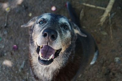 Close-up portrait of a dog
