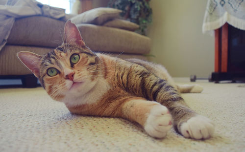 Close-up portrait of cat relaxing at home