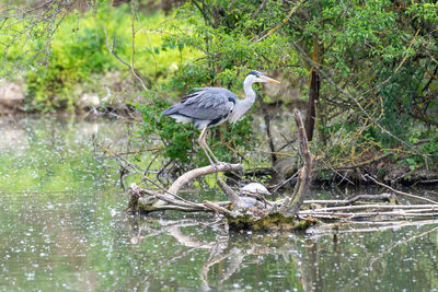 High angle view of gray heron perching on rock in lake