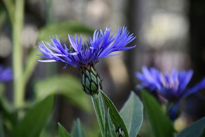 Close-up of purple flowering plant