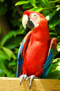 Close up of parrot