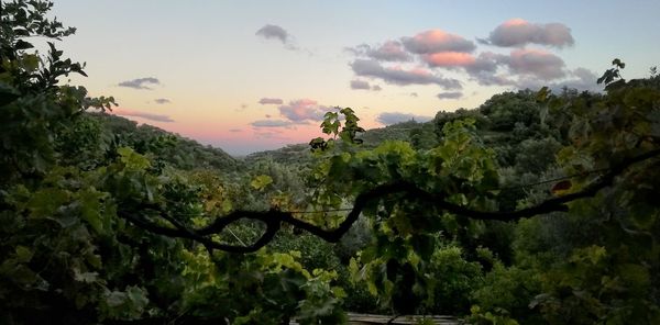 Low angle view of trees against sky during sunset
