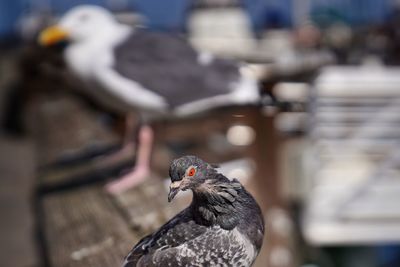 Close-up of pigeons perching