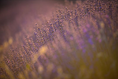 Close-up of purple flowering plants on field