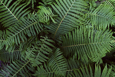 Full frame shot of fern leaves