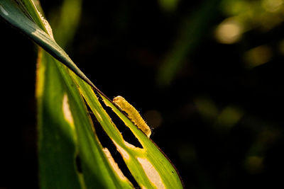 Close-up of leaf