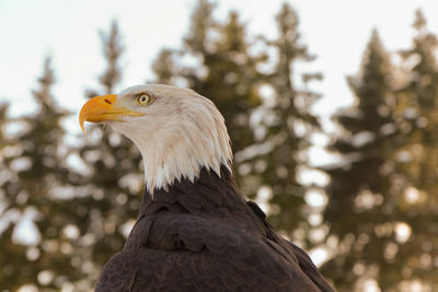 Close-up of bald eagle against blurred forest trees