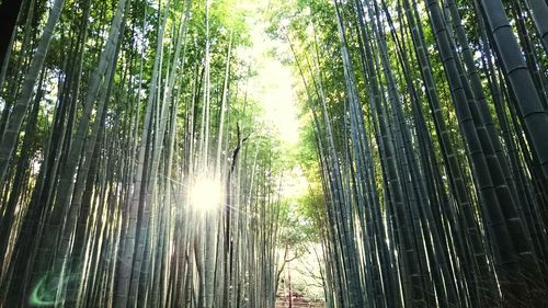 Low angle view of trees