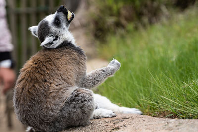 Monkeys sitting on field