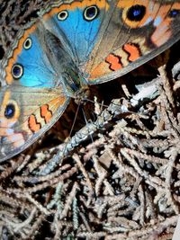 Close-up of butterfly