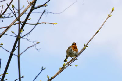 Low angle view of bird perching on tree against sky