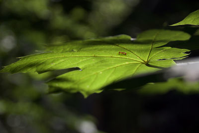 Close-up of green leaves