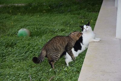 View of two cats on green grass
