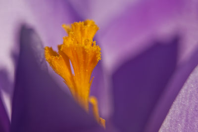 Close-up of yellow flower