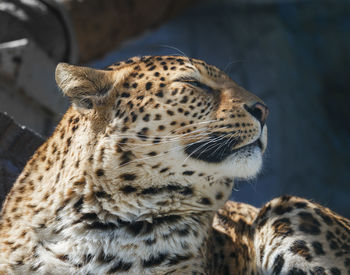 Close-up of a cat looking away