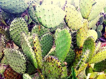 Close-up of succulent plant