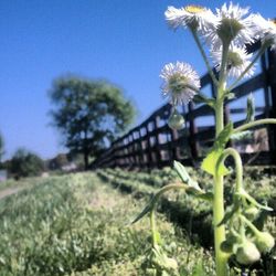 Close-up of plant against blue sky