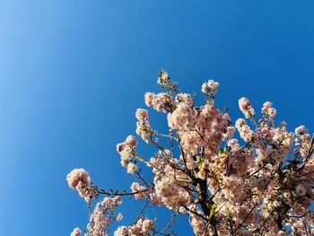 Low angle view of cherry blossoms against clear blue sky