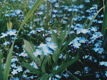 Close-up of bumblebee on plant