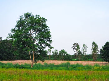 Trees on field against clear sky