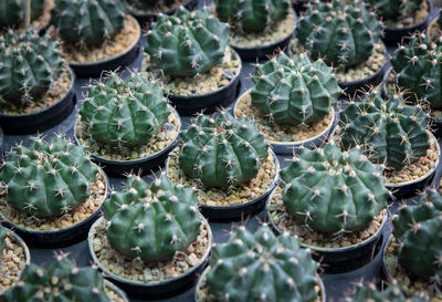 High angle view of cactus plants