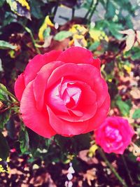 Close-up of red rose