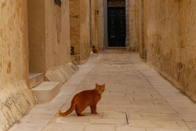 Cat living in l-imdina, malta