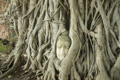 Close-up of buddha statue in tree roots