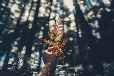 Cropped hand holding leaf against trees in forest during autumn