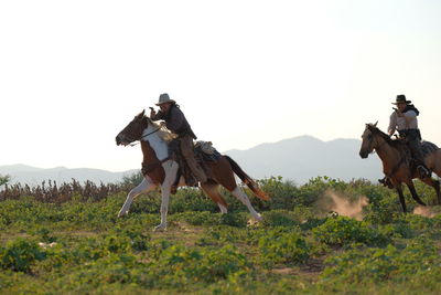 Horse on a field