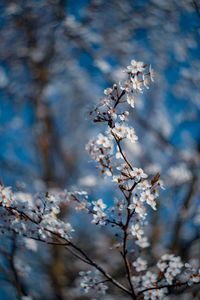 Low angle view of cherry blossom tree