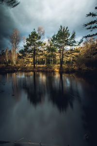 Pine trees reflected in lake during sunrise