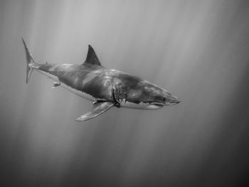 Close-up of shark white shark underwater