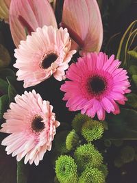 Close-up of pink daisy flowers