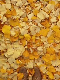 Full frame shot of autumn leaves