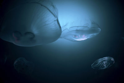 Close-up of jellyfish against black background