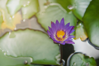 Close-up of purple water lily