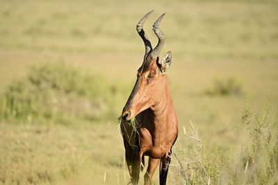 animal