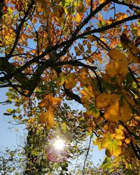 Low angle view of sunlight streaming through tree