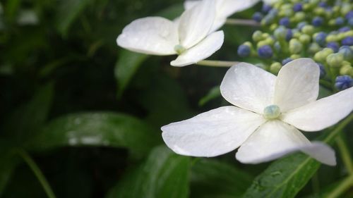 Close-up of white flowers and leaves