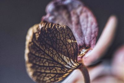Close-up of butterfly on flower
