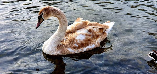 High angle view of swan swimming in lake