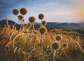 Close-up of flowering plants on field against sky